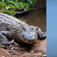 Empresario hotelero desaparecido fue encontrado dentro de un cocodrilo