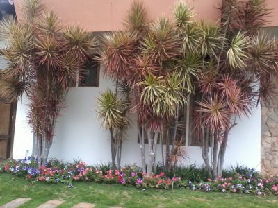 Cortala sin miedo: así podés reproducir y hacer esquejes de la Dracena, la costosa planta de moda
