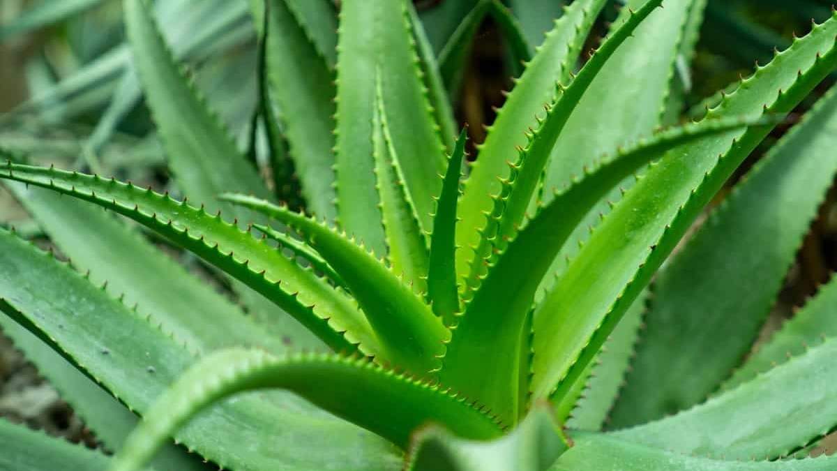 Aloe vera. Fuente: (Instagram).