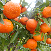 Aprovechá la temporada de mandarinas y aprendé esta increíble forma de sembrar esta planta en maceta