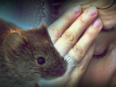 Activaron la causa federal contra el Estado por su accionar en los brotes de hantavirus