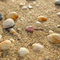 Si juntaste caracoles en las vacaciones, creá esto tan hermoso para tu habitación y sin gastar