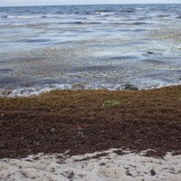 El Mar de los Sargazos evoluciona de vivero natural a zona muerta