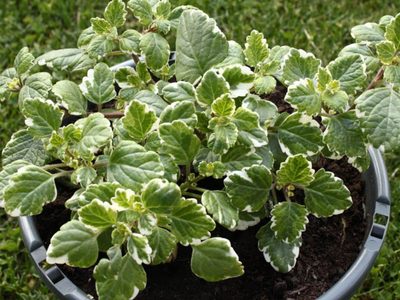 Más fácil de lo que creías: el secreto para multiplicar tu planta de Incienso en tiempo récord