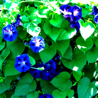 La planta de hermosas flores que crece sola en jardines y en la calle, pero que esconde un feo secreto