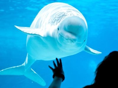 La dramática historia de 30 ballenas que podrían morir porque nadie paga su traslado a un santuario