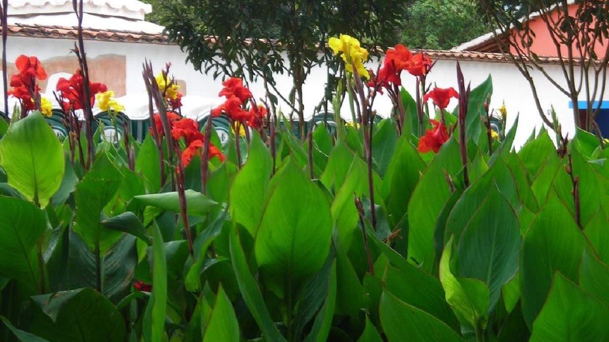 Plantas para crear un cerco vivo. Fuente: (X)