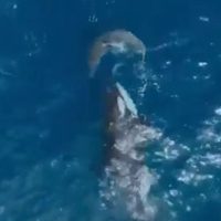 Orca caza sola a un gran tiburón blanco y devora su hígado en dos minutos