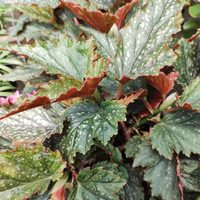El secreto de los viveristas para podar y curar tu planta Begonia si tiene pocas hojas y amenaza con marchitarse