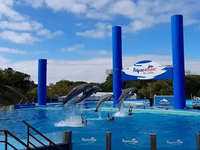 Aquarium Mar del Plata, a un año del cierre: qué pasará con los delfines y lobos marinos tras la quiebra