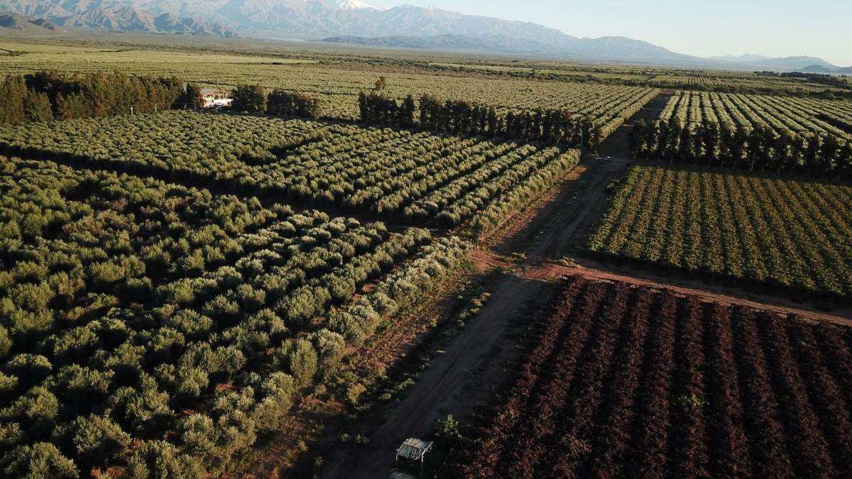 Buscan lanzar la primera planta del país de pellets con residuos de olivos. Fuente: (Twitter)
