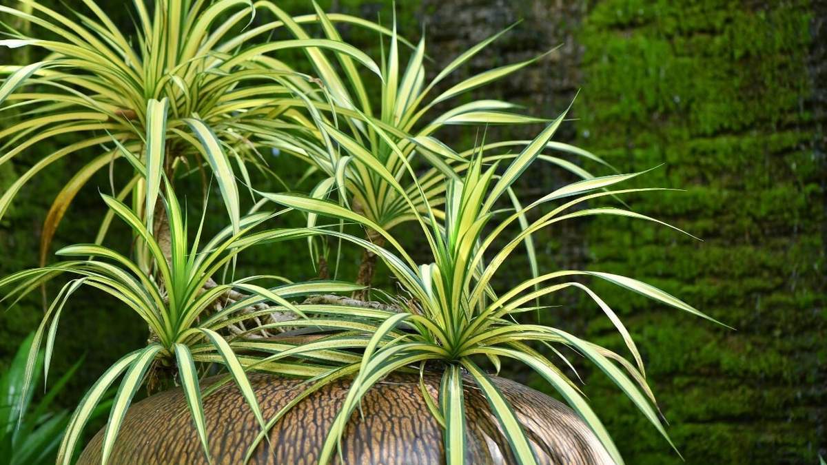 Plantas. Fuente: (X)