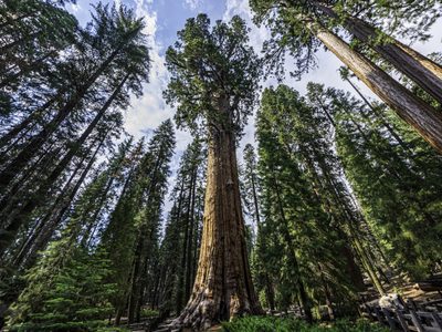 Los incendios en California amenazan al árbol más grande del mundo: así intentan salvarlo
