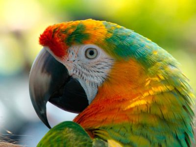 Seguro no lo sabías: qué significa que un loro aparezca en tu casa o jardín