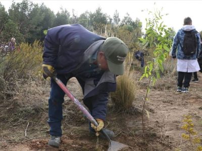 La Municipalidad de Neuquén quiere llenar de árboles el norte de la ciudad