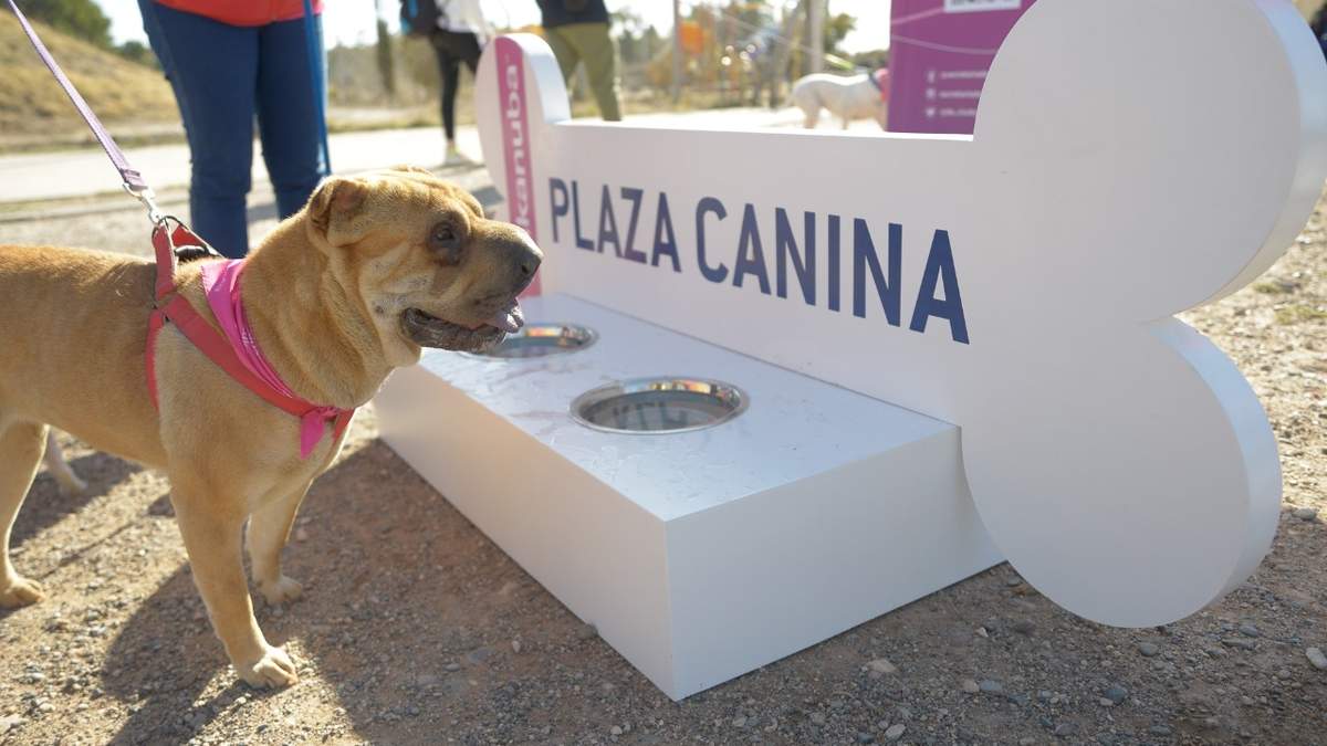 Uno de los perros que fue al Circuito Activo para Canes. Fuente: (Twitter).