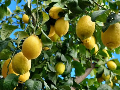 Sin gastar: cómo reproducir un limonero, sin semilla y que a los pocos meses ya de limones