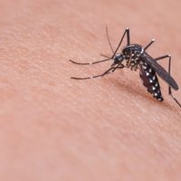 No tires las latas de durazno y transformalas en un colgante para ahuyentar a los mosquitos esta primavera