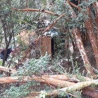 Mapuches volvieron a ocupar terrenos de una reserva municipal en el barrio Epulafquen