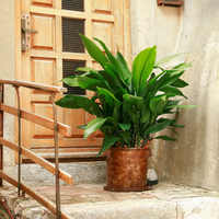 Conocé la planta que es tan fácil de cuidar que puede vivir de generación en generación si la tenés en casa