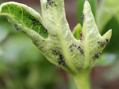 Sin químicos: mirá cómo eliminar a las plagas de tus plantas usando 2 productos que seguro tenés en casa