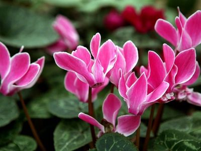 La planta que puede solucionar los problemas con tu pareja, es fácil de cuidar y resiste las heladas de invierno
