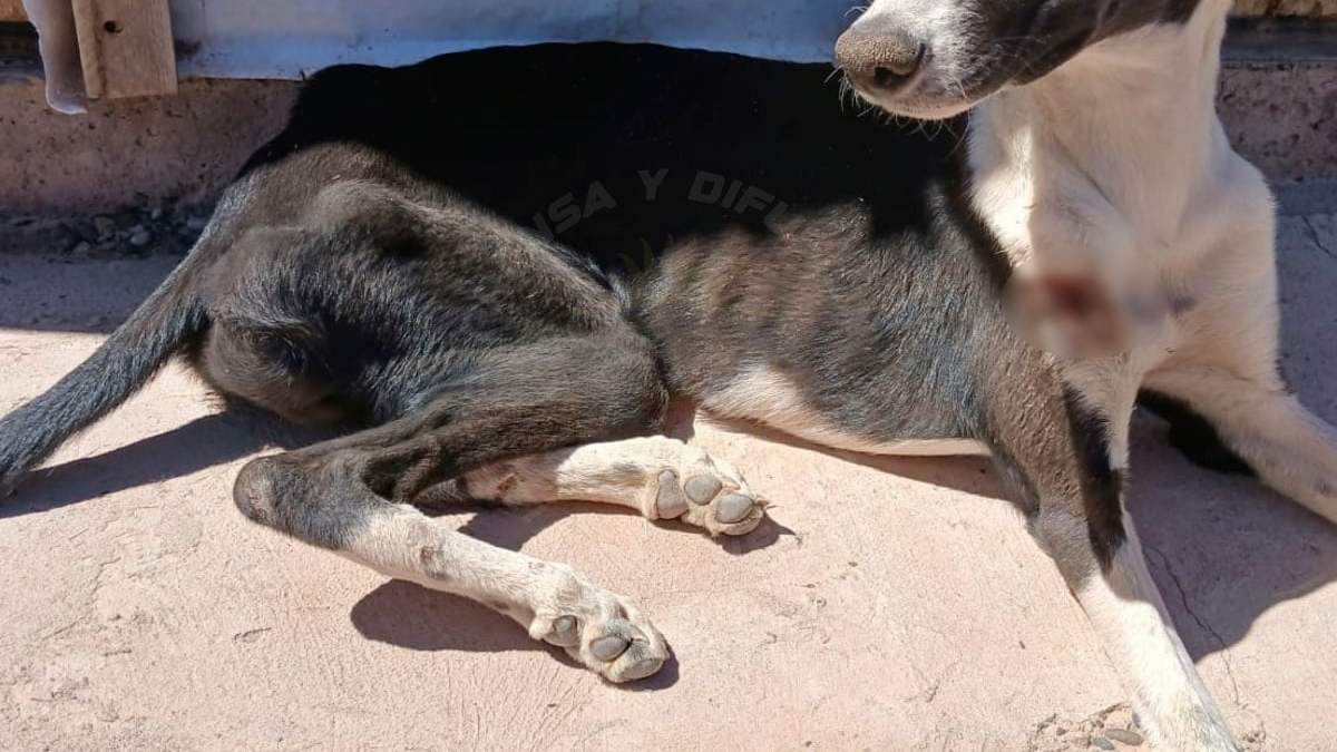 El Galgo fue rescatado por policías y agentes de Zoonosis de Añelo. Fuente (Policía de Neuquén)