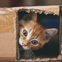 Con solo 1 caja de cartón y 1 remera vieja: armá la casita más tierna para tu gatito