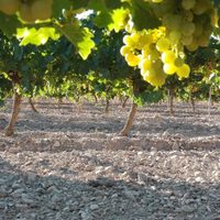 El jueves se festeja el día Internacional del Chardonnay