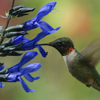 3 plantas bellas y floridas que atraerán a los colibríes a tu jardín