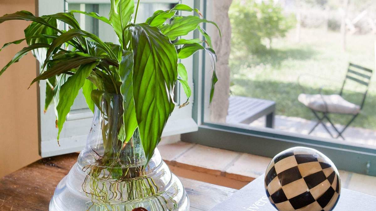 Plantas. Fuente: (Instagram)