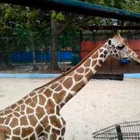 Muerte de jirafa 'Melman” en zoológico de Ciudad del Carmen destapa abandono de animales