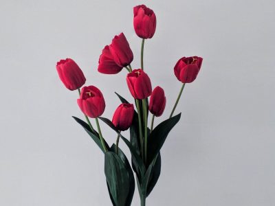 La planta pequeña perfecta para regalar que da las flores más hermosas y coloridas en primavera