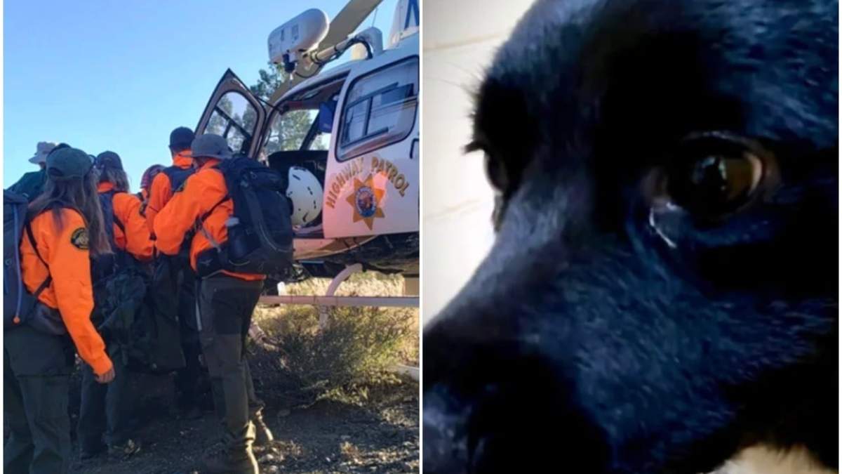 Un perro ayuda a que rescaten a hombre herido