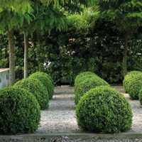 La planta que crece como arbusto, resiste todas las temperaturas y es perfecta para crear cercos naturales