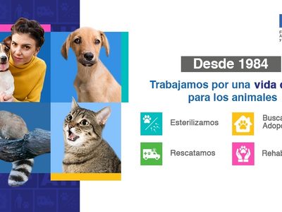 Abrirá Fundación Antonio Haghenbeck centro de esterilización para animales callejeros en CDMX