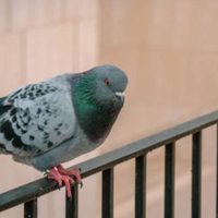 Si ya no sabés qué inventar para alejar a las palomas de tu balcón o terraza, conocé estos trucos que no fallan
