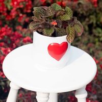 Una verdadera joya en tu jardín: cómo es la planta "de tercipelo" que todos quieren tocar
