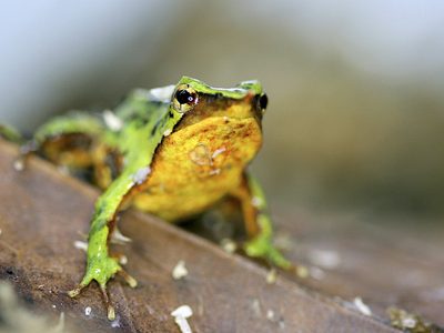 Científicos esperan que ranas de Darwin salven su especie