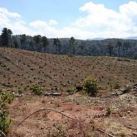 Profepa clausura predio por cambio de uso de suelo de áreas forestales en Edomex