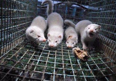 La OMS urge a países del mundo prohibir venta de animales por cuestiones de salud