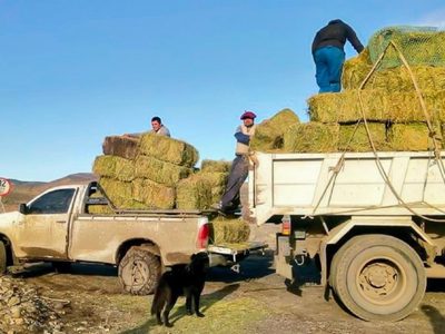 Interior neuquino: el Gobierno asiste a crianceros a través del “Plan Forraje”