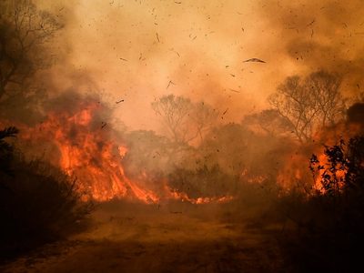 Infierno en el Pantanal de Brasil: pese a las lluvias, piden refuerzos