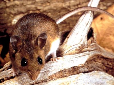 Alerta en Chubut: un hombre murió por hantavirus