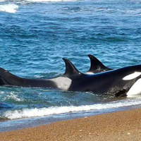 Chubut abre la temporada de orcas 2026: cuándo viajar, dónde verlas y cuánto sale la experiencia