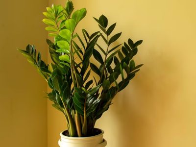 La planta indestructible más recomendada por el feng shui porque atrae la buena energía y la prosperidad