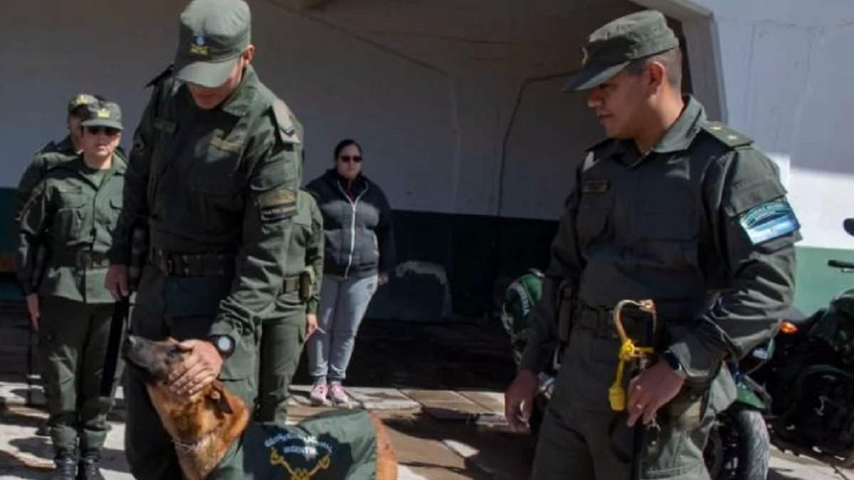 El perro de Gendarmería encontró los 2 kilos de marihuana en un Renault Sandero, cerca de Zapala. Fuente (X)