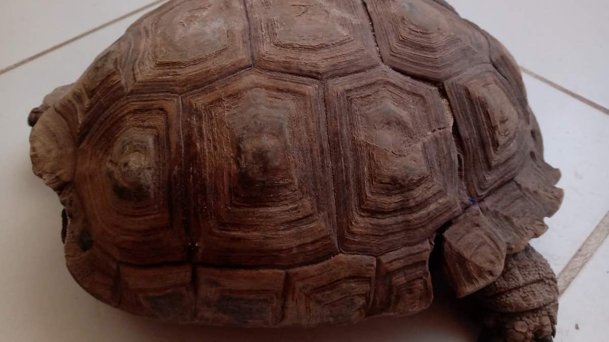 Una tortuga terrestre que fue pisada por un auto. Fuente: (Whatsapp)