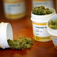 Diputado Castelli llama a creer en el potencial de la industria del cannabis medicinal