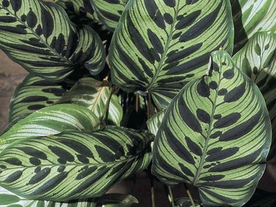 Aprovechá los días de sol: así tenés que cuidar este tipo de planta Maranta para que tenga las hojas sanas